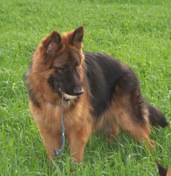 Супердог-дрессируем с любовью