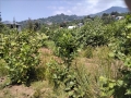 Фото: 4